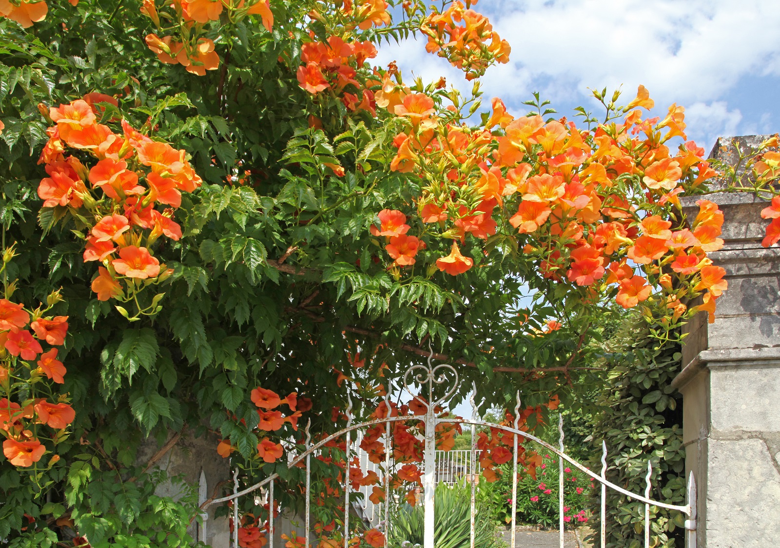 Tiges de bignone qui fleurissent l'entrée d'un jardin. ©hcast, AdobeStock
